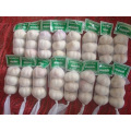 High Quality Standards Normal White Garlic